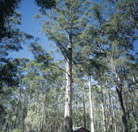 Diamond Tree Lookout Manjimup - New Castle Holiday