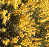 Dalwallinu Remnant Bushland - New Castle Holiday