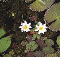 Parry Lagoons Nature Reserve - New Castle Holiday