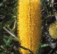 Moore River National Park - New Castle Holiday