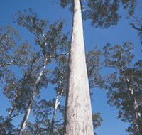 The Four Aces - New Castle Holiday