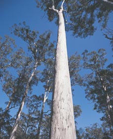 The Four Aces - New Castle Holiday 0