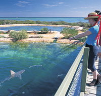 Shark Bay Marine Park - New Castle Holiday