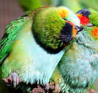 Rainbow Jungle - The Australian Parrot Breeding Centre - New Castle Holiday
