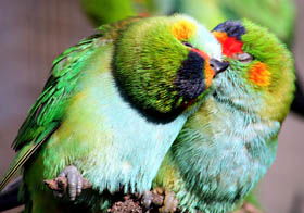 Rainbow Jungle - The Australian Parrot Breeding Centre - New Castle Holiday 0