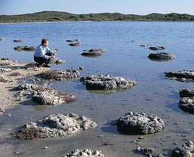 Lake Thetis Stromatolites - New Castle Holiday 0