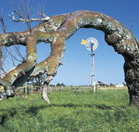 Greenough Leaning Trees - New Castle Holiday