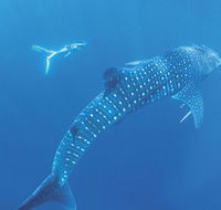Ningaloo Marine Park - New Castle Holiday