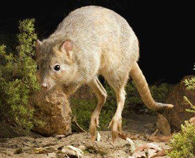 Kanyana Wildlife - New Castle Holiday 0