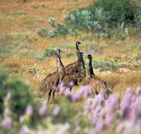 Jurabi Coastal Reserve - New Castle Holiday