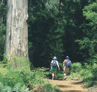 Gloucester Tree - New Castle Holiday