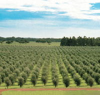 Fini Olives - New Castle Holiday