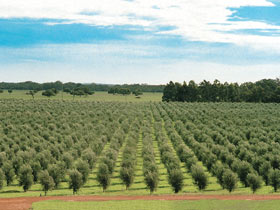 Fini Olives - New Castle Holiday 0