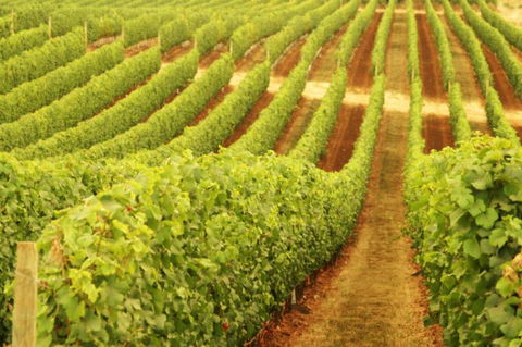 MadFish Wines Denmark - New Castle Holiday 0