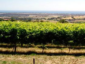 Braydun Hill Vineyard - New Castle Holiday 0