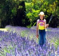 Brayfield Park Lavender Farm - New Castle Holiday