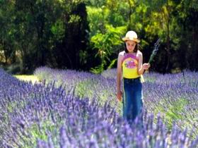 Brayfield Park Lavender Farm - New Castle Holiday 0