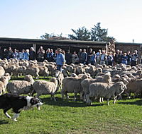 Curringa Farm - Accommodation and Farm Tours - New Castle Holiday