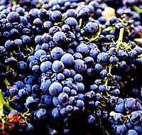 Laurel Bank Vineyard - New Castle Holiday