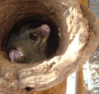 Mulga Sanctuary and Wildlife Park - New Castle Holiday