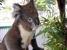 Glen-Forest Tourist Park - New Castle Holiday 0