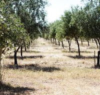 Talinga Grove Olive Oils - New Castle Holiday