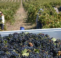 Rolf Binder Wines - New Castle Holiday