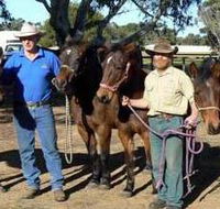 Coffin Bay Brumby Preservation Society Incorporated - New Castle Holiday