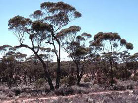 Clements Gap Conservation Park - New Castle Holiday 0