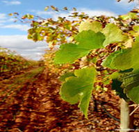 Mirabella Vineyards - New Castle Holiday
