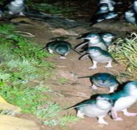 Penneshaw Penguin Centre - New Castle Holiday