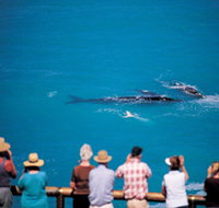 Whale Watching At Head Of Bight - New Castle Holiday
