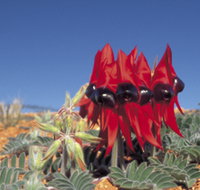 Alan Mclellan Lookout - New Castle Holiday