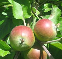 Sage Cooking School - New Castle Holiday