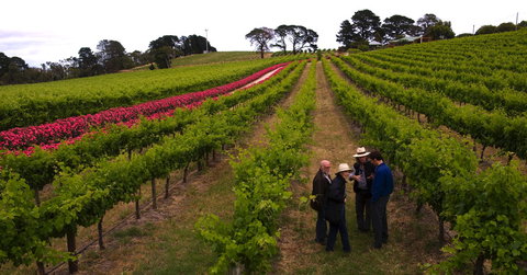 DogRidge - New Castle Holiday 1