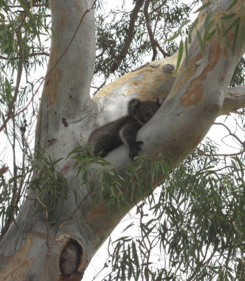 DogRidge - New Castle Holiday 5