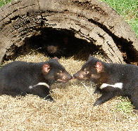 Wing's Wildlife Park - New Castle Holiday