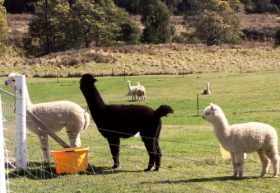 Maydena Country Cabins Accommodation & Alpaca Stud - New Castle Holiday 0