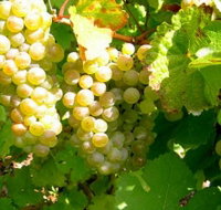 Winstead Vineyard - New Castle Holiday