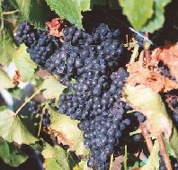 Darlington Vineyard - New Castle Holiday