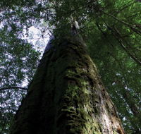 Styx Big Tree Reserve - New Castle Holiday