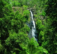 Kondalilla National Park - New Castle Holiday