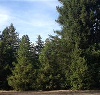 Pialligo Redwood Forest - New Castle Holiday