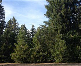 Pialligo Redwood Forest - New Castle Holiday 0
