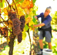 Native Point Wines - New Castle Holiday