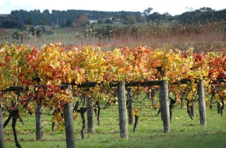 Apsley Gorge Vineyard - New Castle Holiday 0