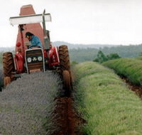 Bridestowe Lavender Farm - New Castle Holiday
