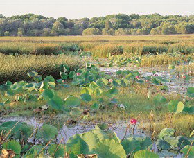 Fogg Dam Conservation Reserve - New Castle Holiday 0