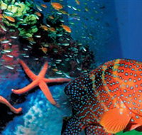 Indo Pacific Marine - New Castle Holiday