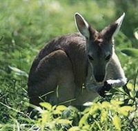 Tjaetaba Falls - New Castle Holiday